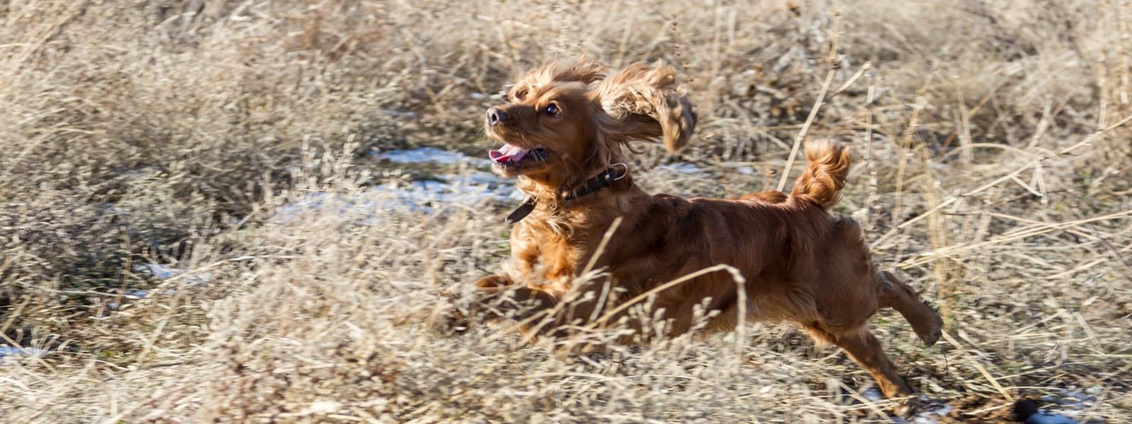 city-dogs-hund-spielen-04