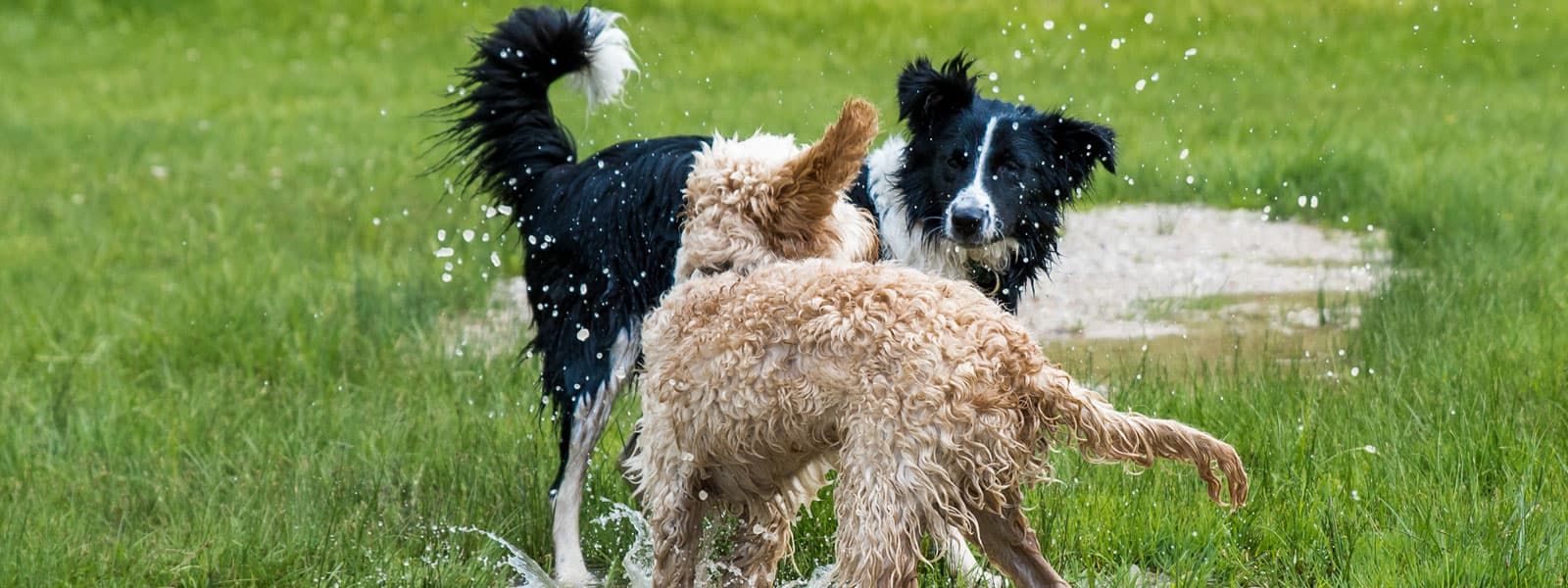 city-dogs-hund-spielen-01